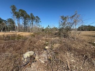The same property before forestry mulching, thick with brush