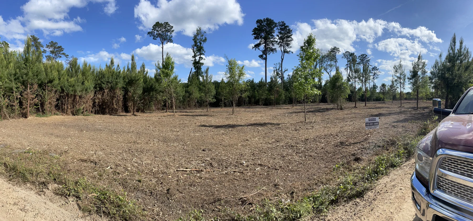 Pine stand thinned and cleared of underbrush to reduce wildfire fuel